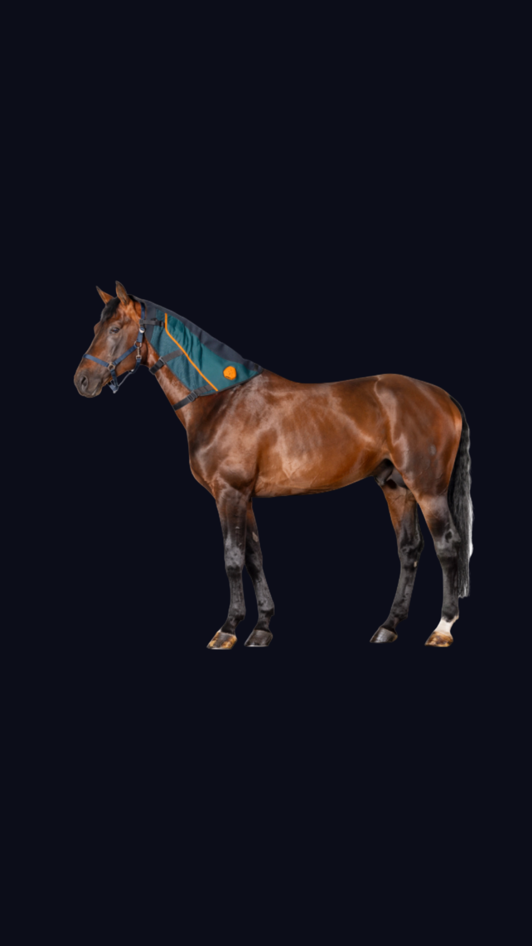 Bemer Horse Set